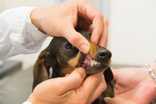 animal clinic el campo tx