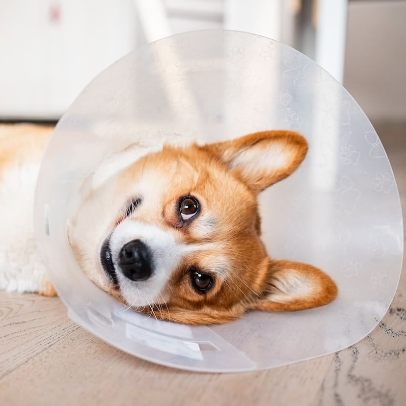clinic for pets el campo texas