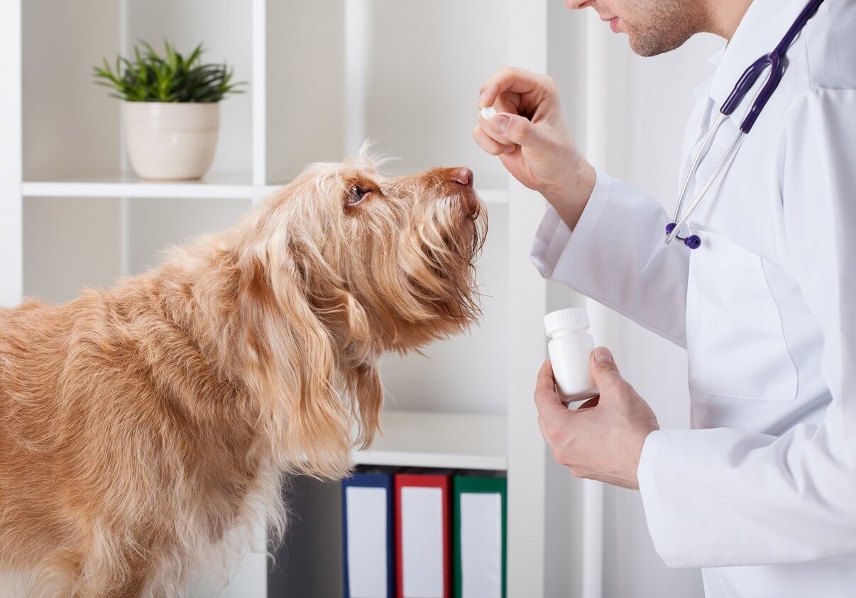 vet in el campo texas