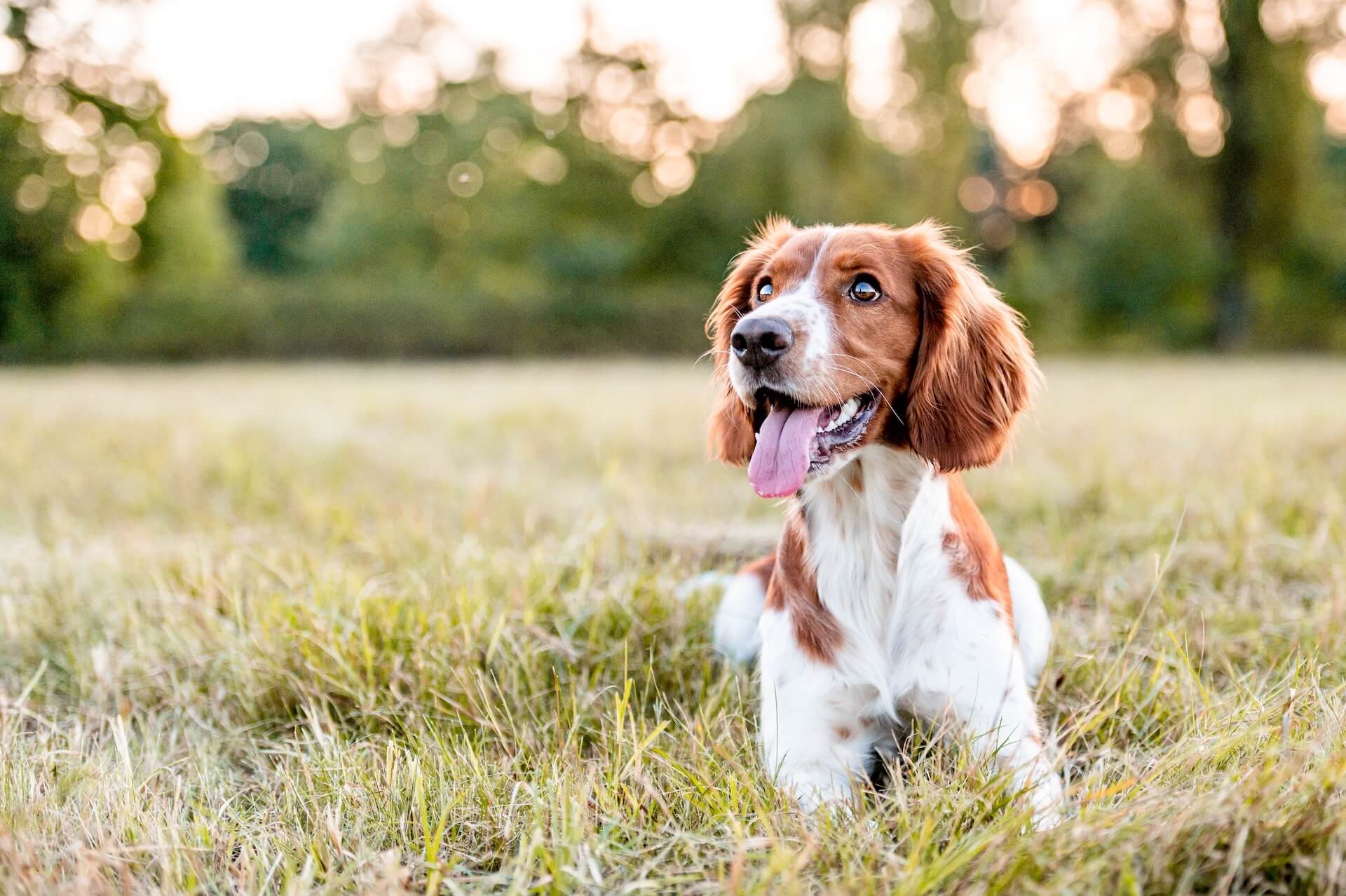 veterinarian in el campo tx