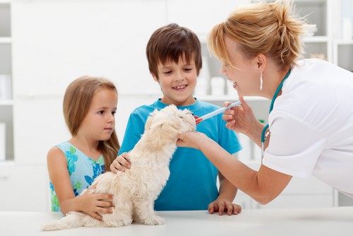 veterinary clinic el campo tx