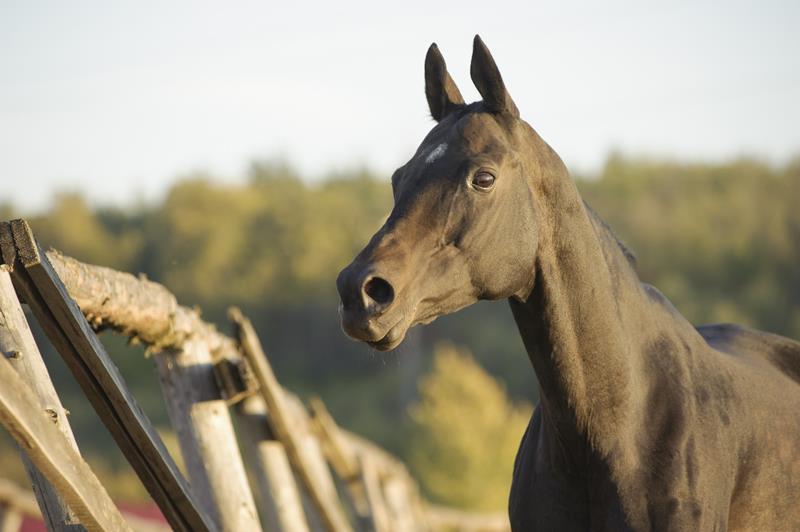 Horse surgery
