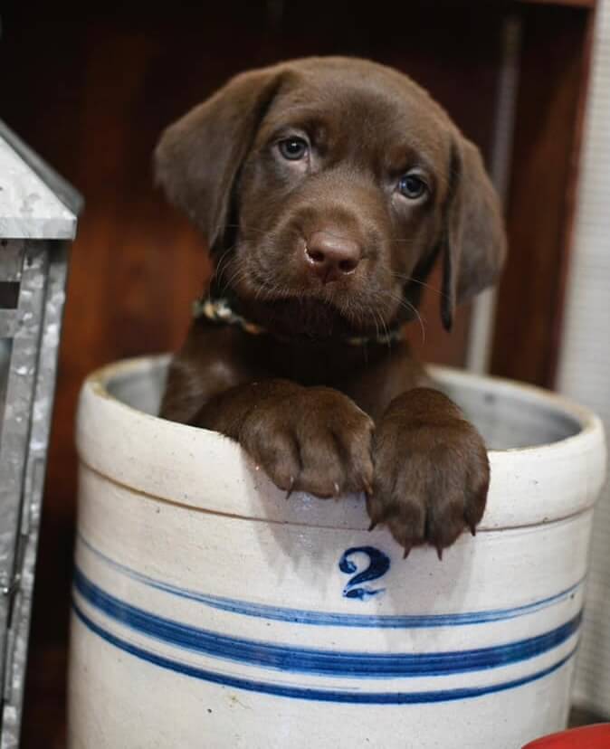 About tel Campo Animal Hospital image 