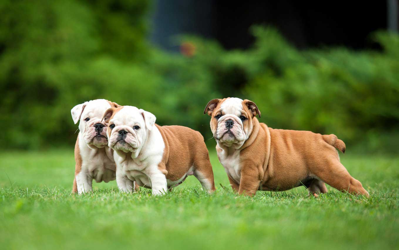 breeding and reproduction 