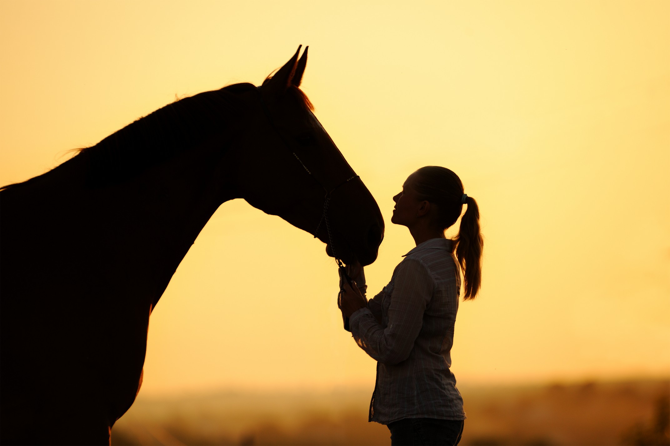 Equine services