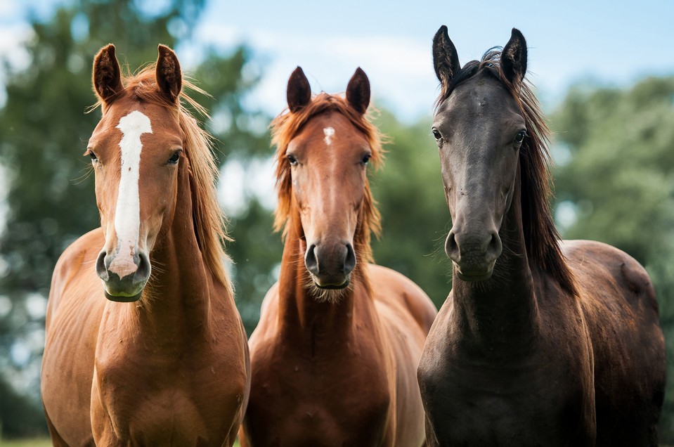 Equine vaccinations 