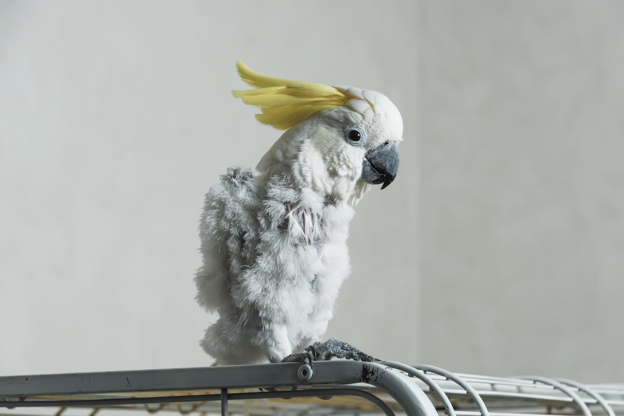 exotic pets