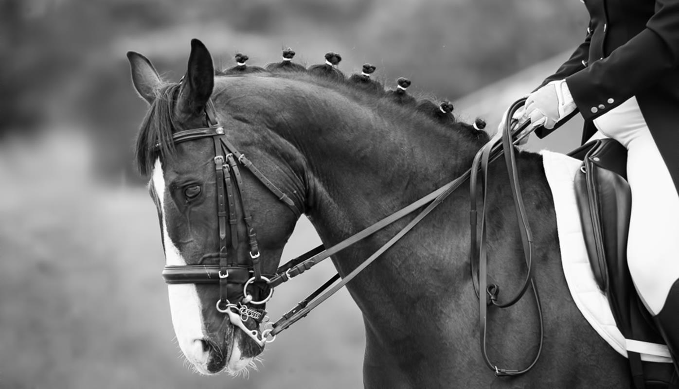 farrier consulting