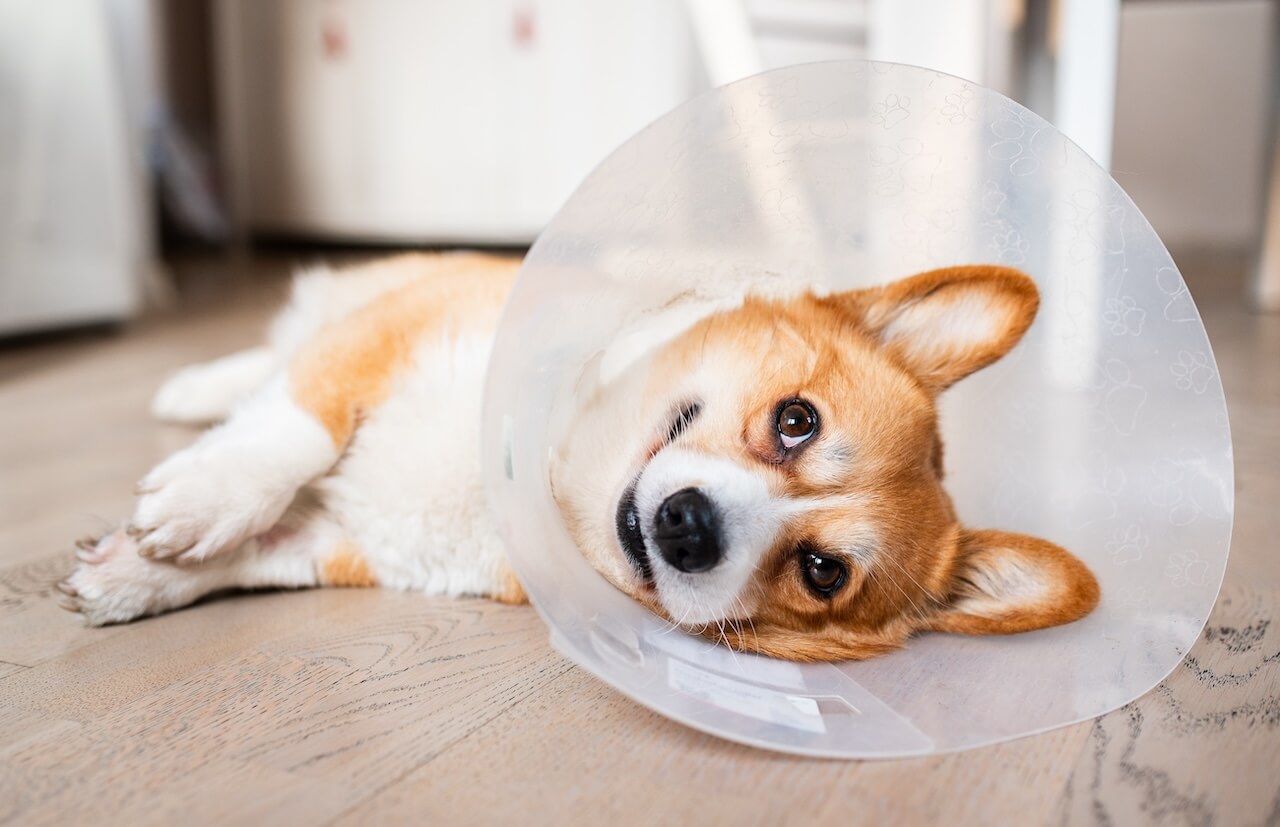 pet surgery