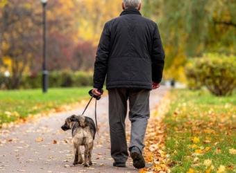 Can Cooler Weather Make Arthritis Worse in Dogs and Cats?